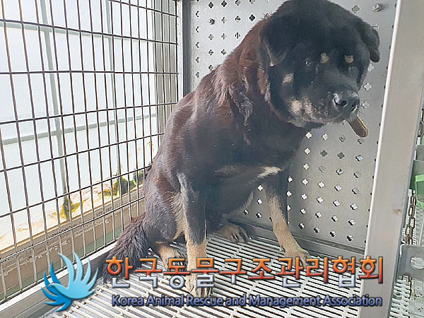 종료(안락사) 믹스…