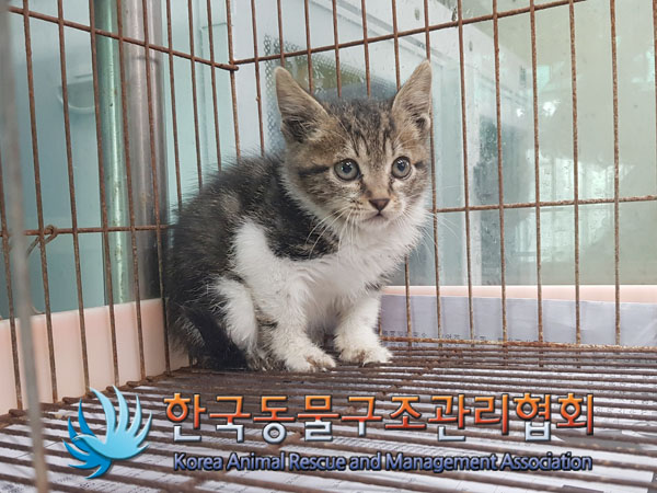 종료(입양) 한국 …