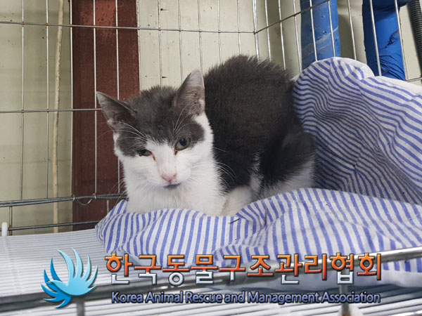 한국동물구조관리협회_411307202300474