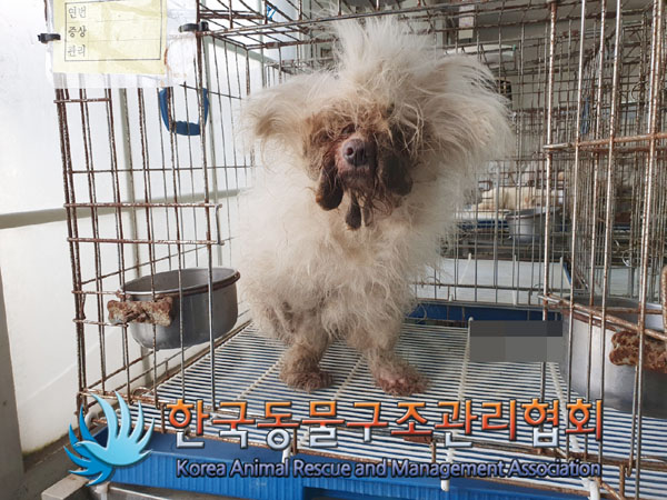 종료(반환) 믹스견…