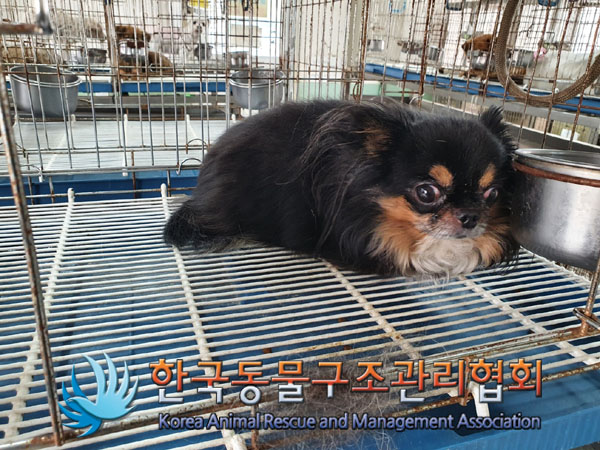 한국동물구조관리협회_411322202300781