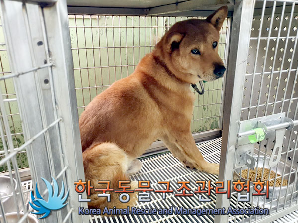 한국동물구조관리협회_441559202301031