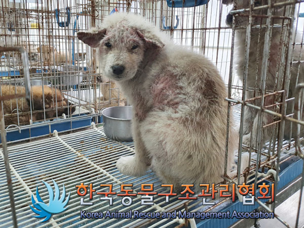종료(자연사) 믹스…