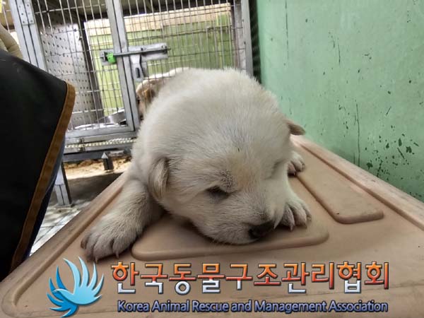 한국동물구조관리협회_441409202301819