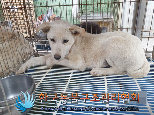 한국동물구조관리협회_441409202301812