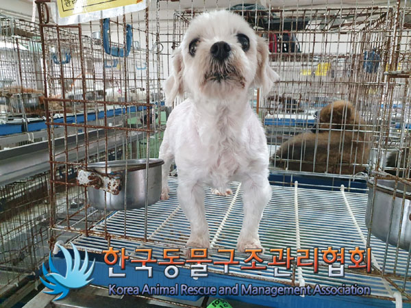 한국동물구조관리협회_441382202300829