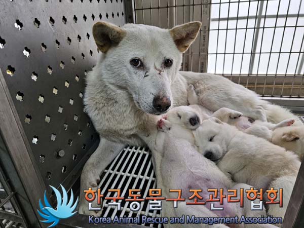 종료(입양) 믹스견…
