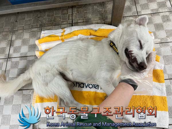 종료(자연사) 믹스…