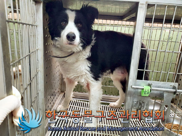 한국동물구조관리협회_441560202301447