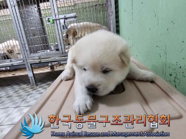 종료(입양) 믹스견…