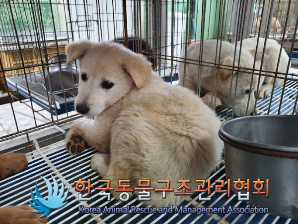 한국동물구조관리협회_441409202301811