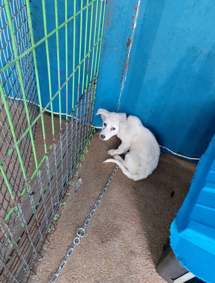 제일동물병원_444455202300392