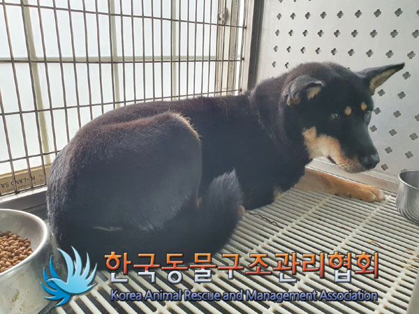 한국동물구조관리협회_441559202301030