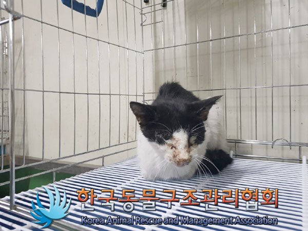 한국동물구조관리협회_441560202301449