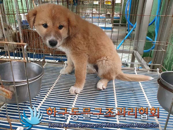한국동물구조관리협회_441406202301694