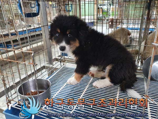 한국동물구조관리협회_441406202301689