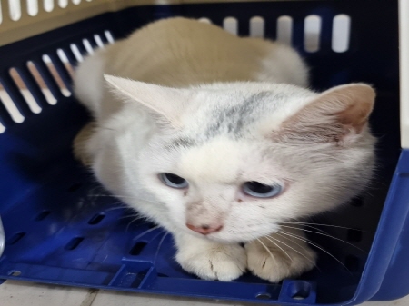 보호중 믹스묘의 가…
