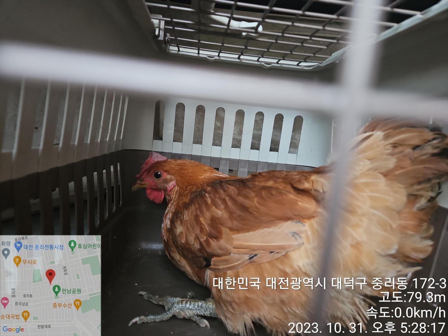 대전동물보호센터_430368202300569