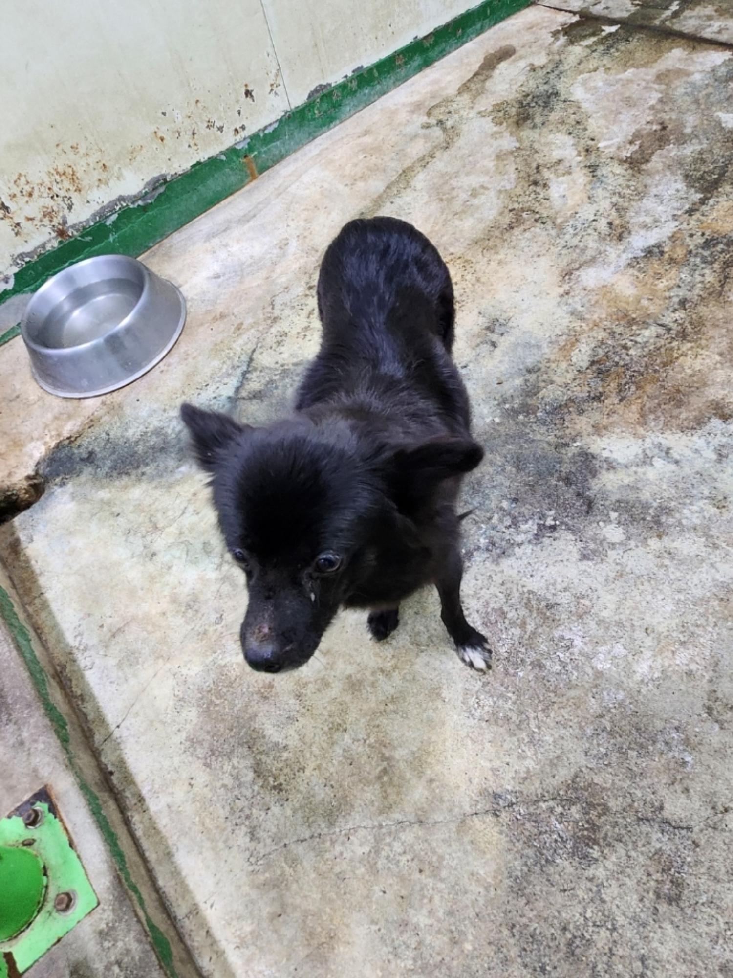 영주시 동물보호센터_447509202300248