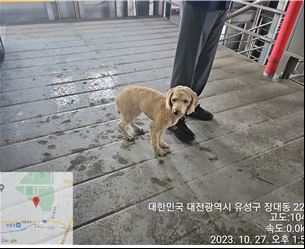 보호중 푸들의 가족…