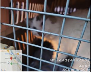 종료(반환) 레그돌…