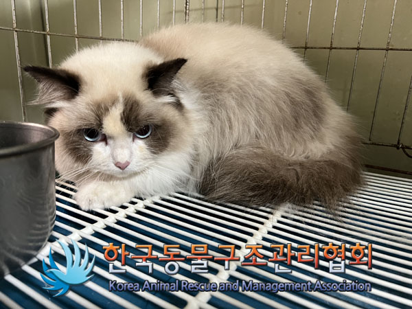 종료(입양) 레그돌…