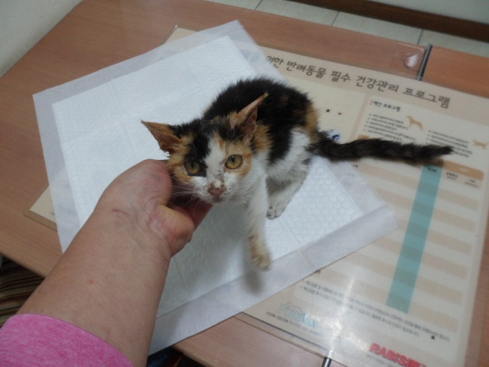 강현림동물병원_411314202300638
