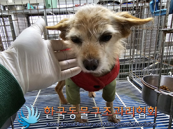 종료(반환) 믹스견…