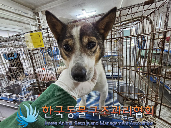한국동물구조관리협회_411307202300475