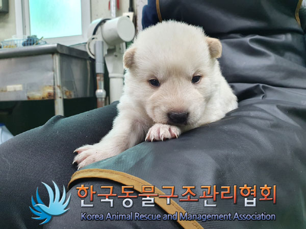 보호중 믹스견의 가…