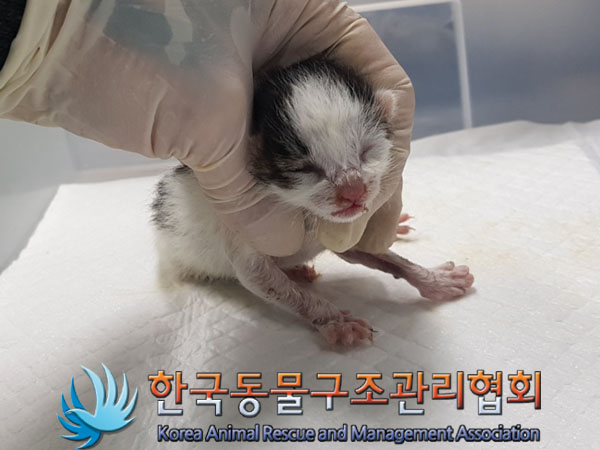 한국동물구조관리협회_441559202301040