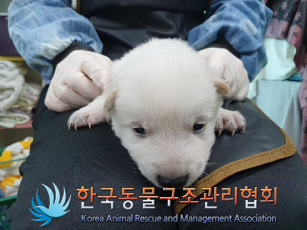 한국동물구조관리협회_441559202301033