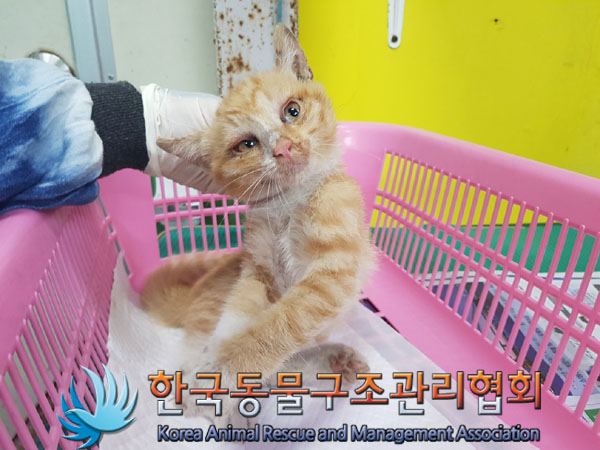 한국동물구조관리협회_411300202300466