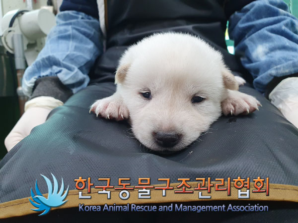 종료(입양) 믹스견…
