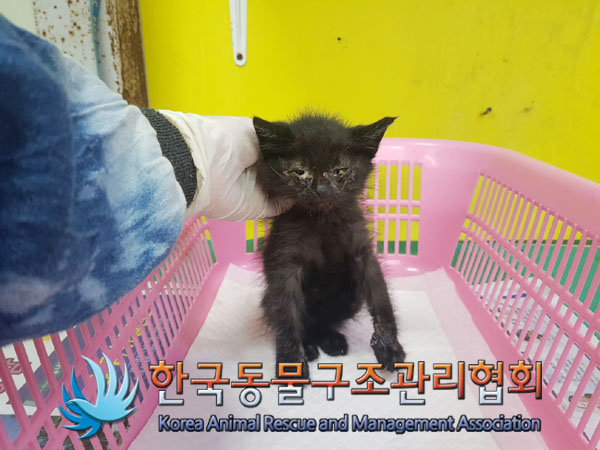 한국동물구조관리협회_441406202301729
