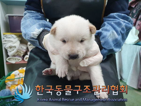 한국동물구조관리협회_441559202301034