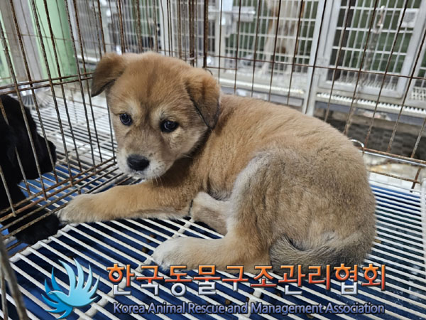 한국동물구조관리협회_441560202301453