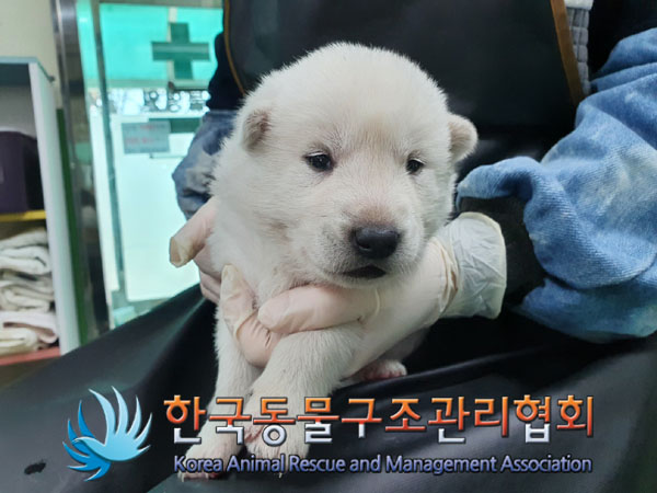 한국동물구조관리협회_441559202301035
