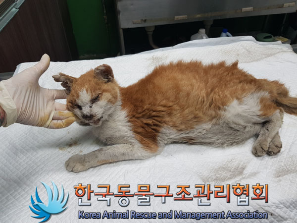 한국동물구조관리협회_411318202300500