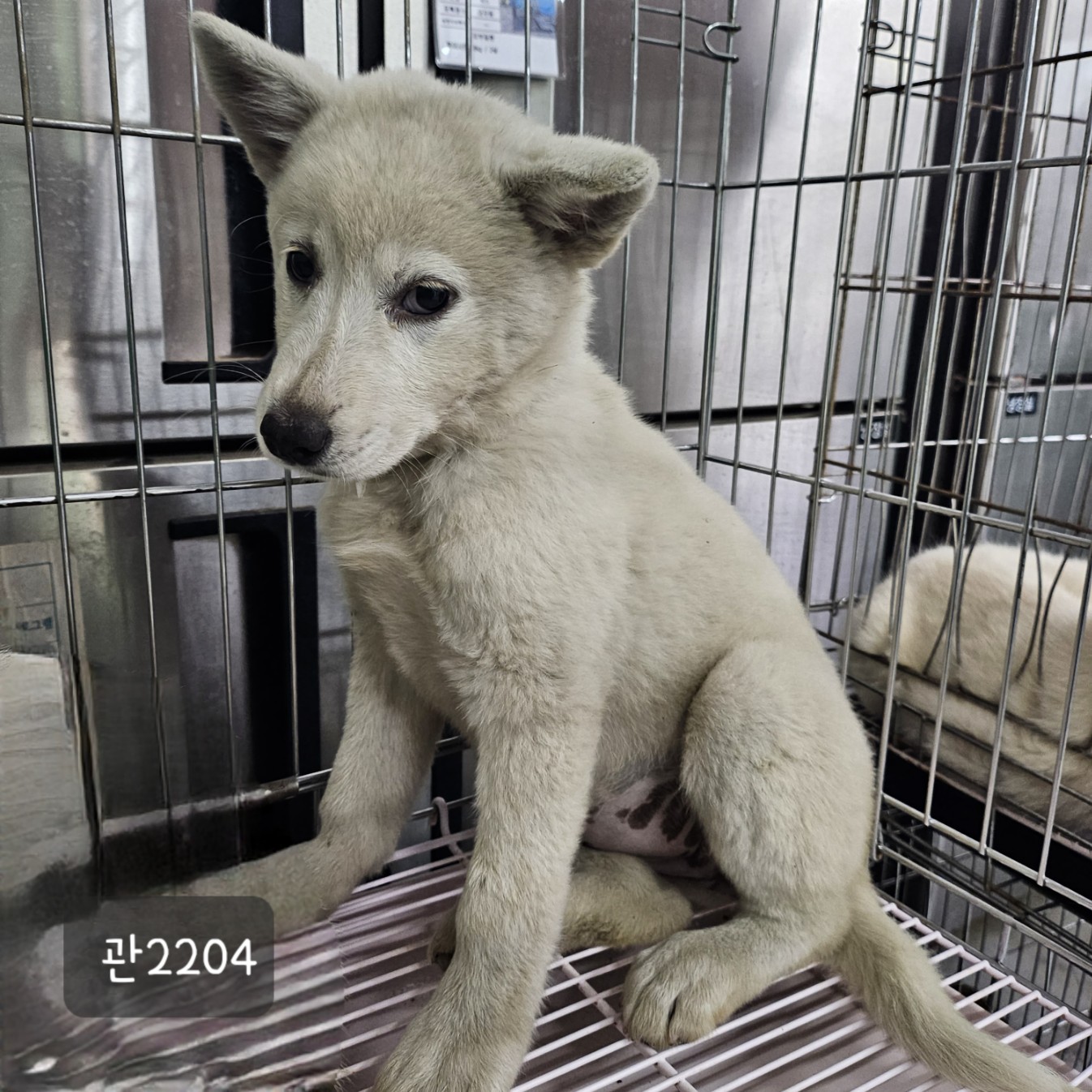 [개] 믹스견 경기-고양-2023-00814 유기동물 배경 이미지 입니다.