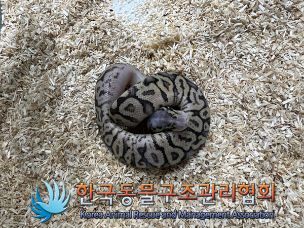 한국동물구조관리협회_411323202301004