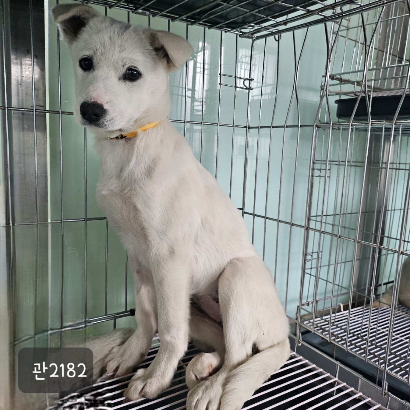 [개] 믹스견 경기-고양-2023-00810 유기동물 배경 이미지 입니다.