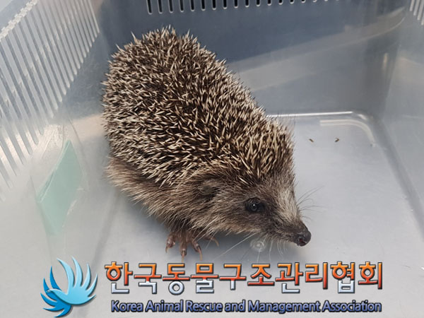 종료(기증) 고슴도…