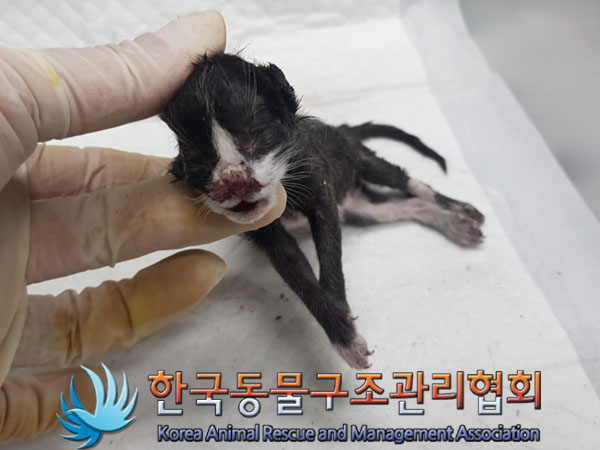 한국동물구조관리협회_411316202300823