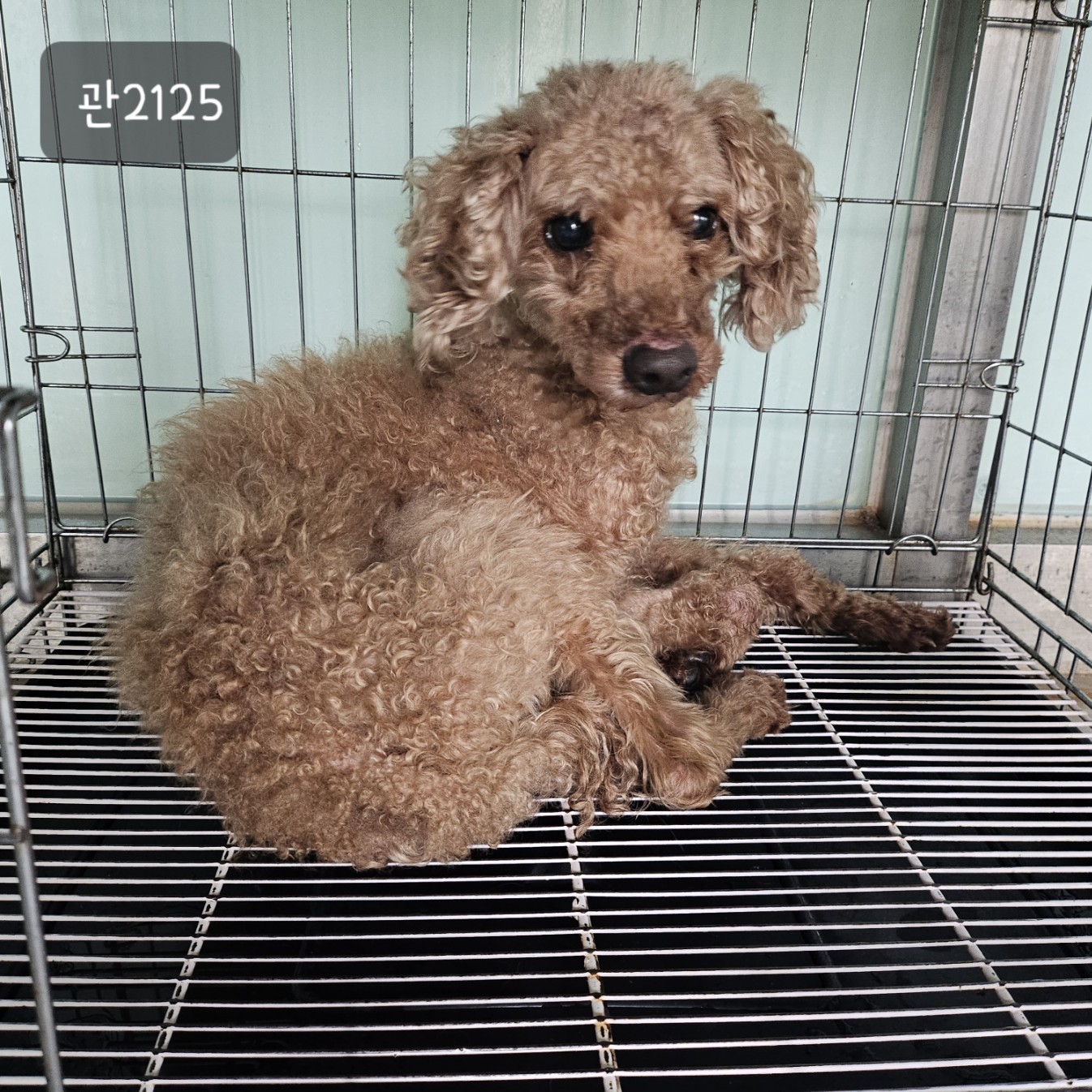고양시동물보호센터_441394202302125