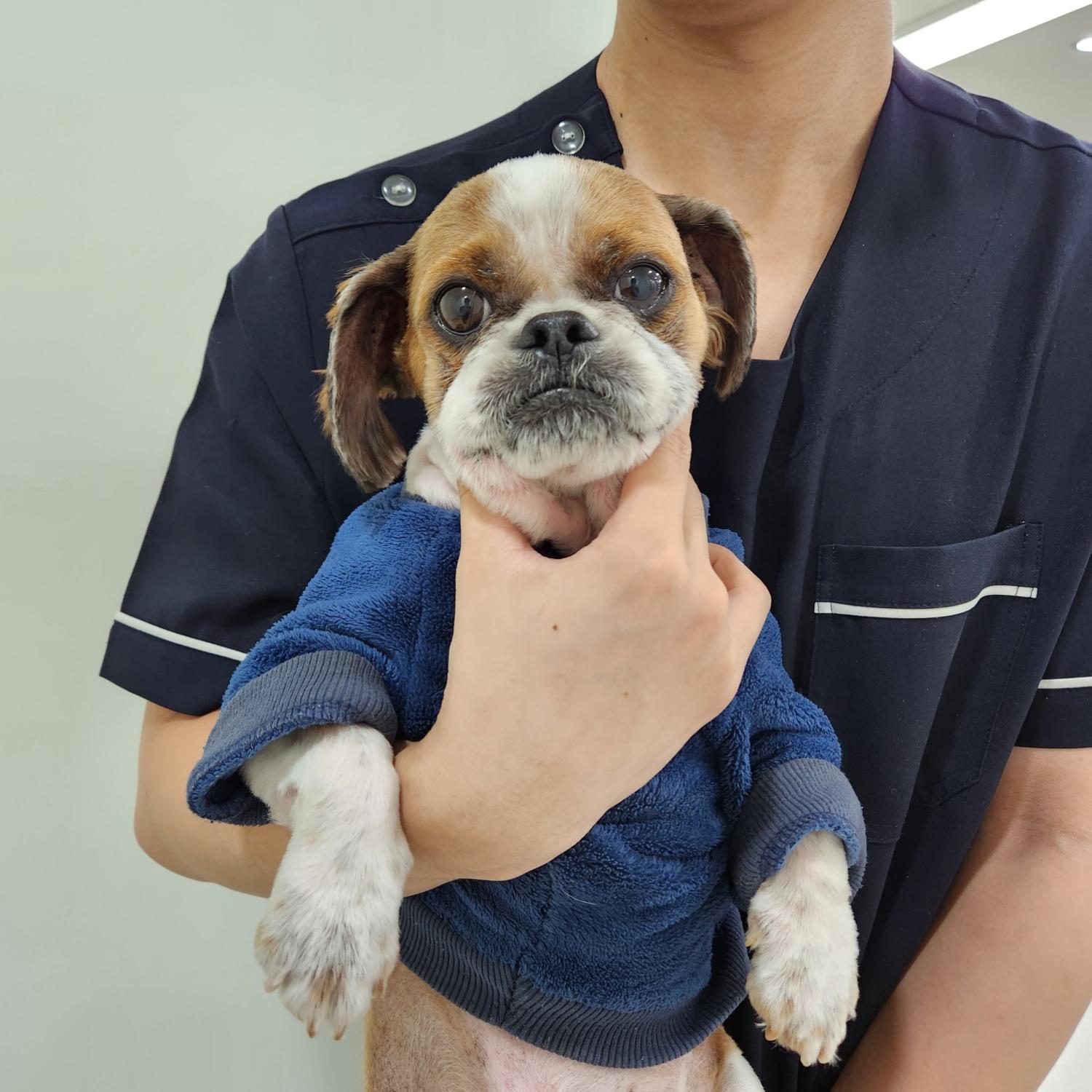 늘푸른동물병원_445464202303709