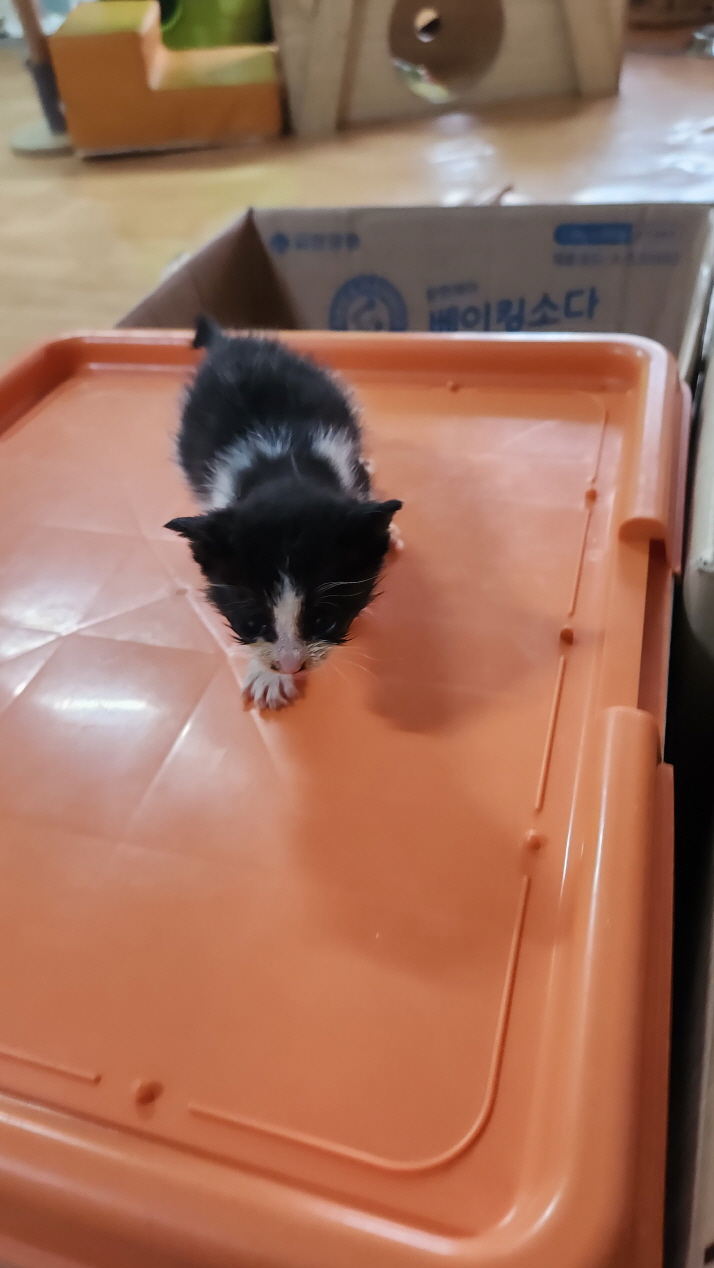 익산유기동물보호소_445468202302147