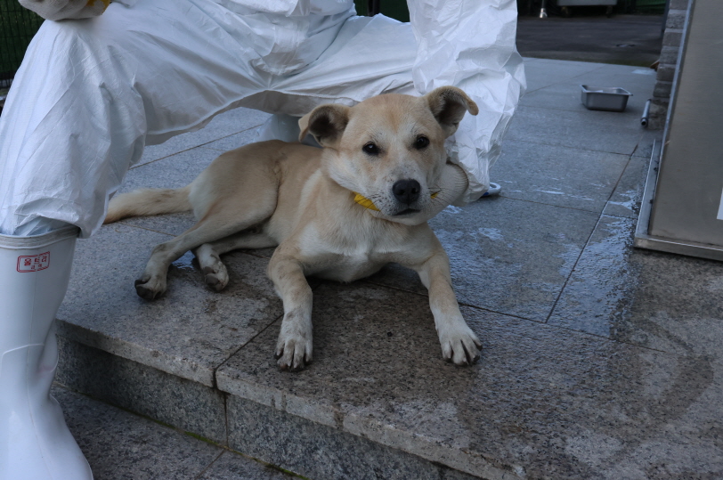 제주 동물보호센터_450650202303785