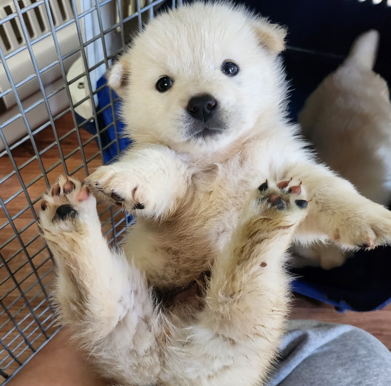 울산유기동물보호센터_431373202301243