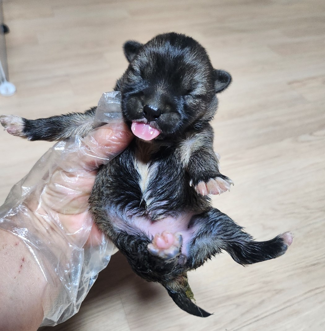울산유기동물보호센터_431373202301244